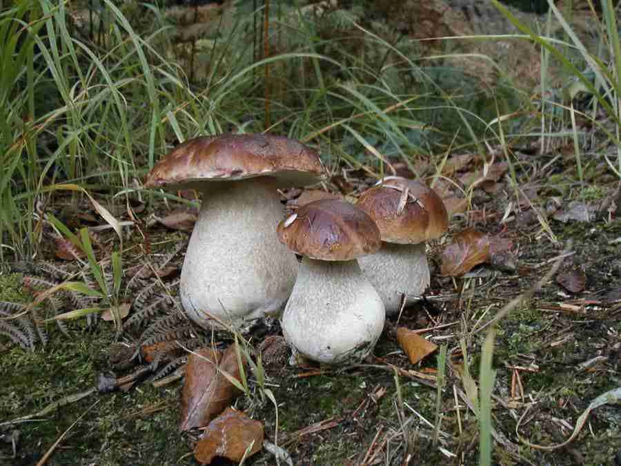  Image name: 84 Porcino.jpg 
 width: 900 pixel 
 height: 675 pixel 
 Size: 55126 bytes 
 Click to enlarge 